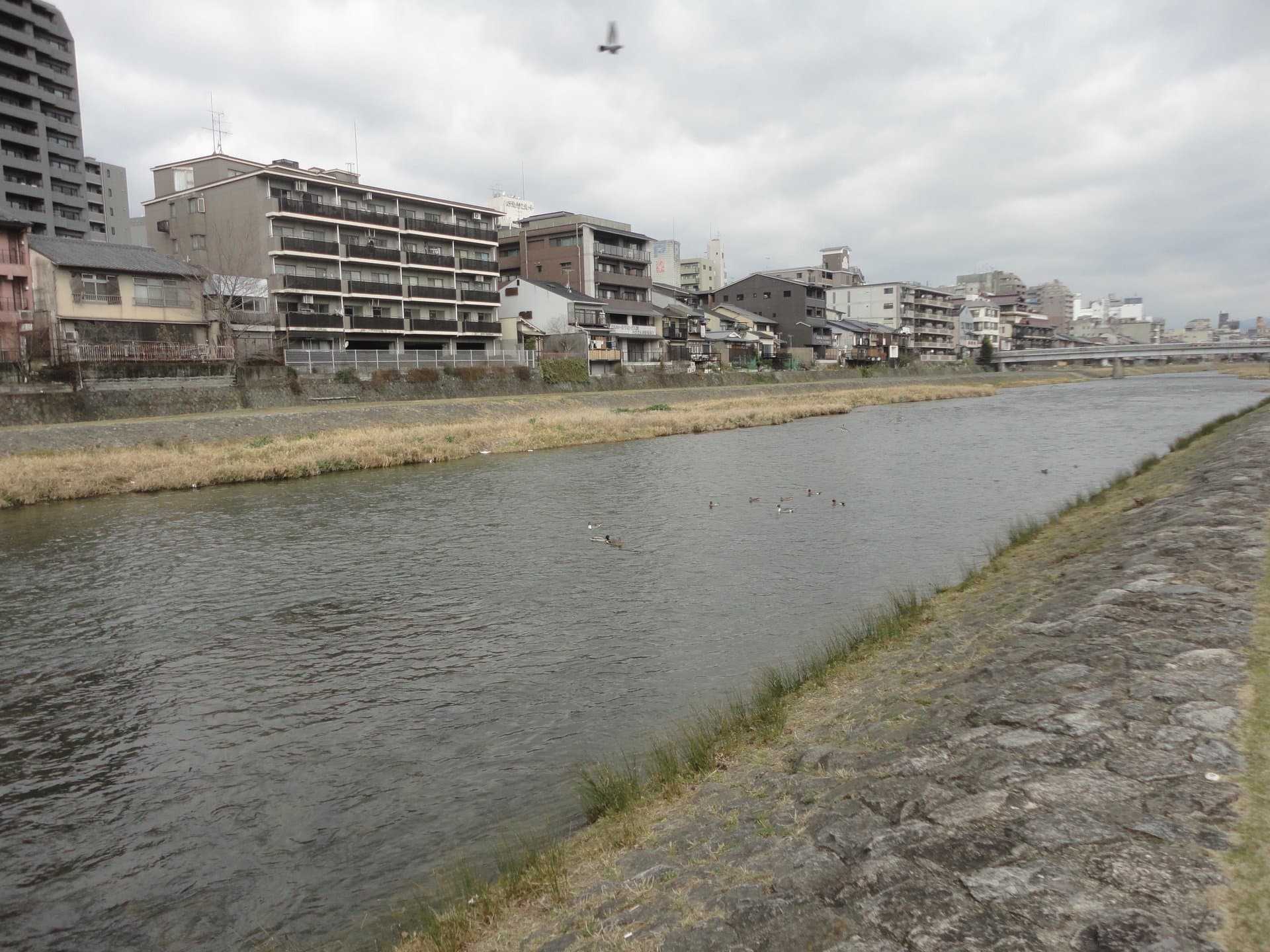 五条大桥（京都）：五条大桥（京都）：Wikimedia Commons 文件「五条大橋 - panoramio (2).jpg」中的桥梁实景。