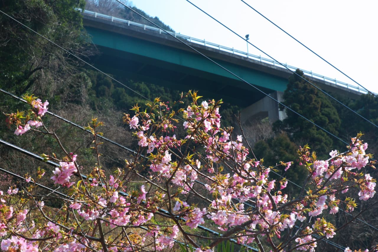 河津七滝环桥：河津七滝环桥：Wikimedia Commons 文件「Kawadu loop bridge 河津ループ橋 (2304090110).jpg」中的桥梁实景。