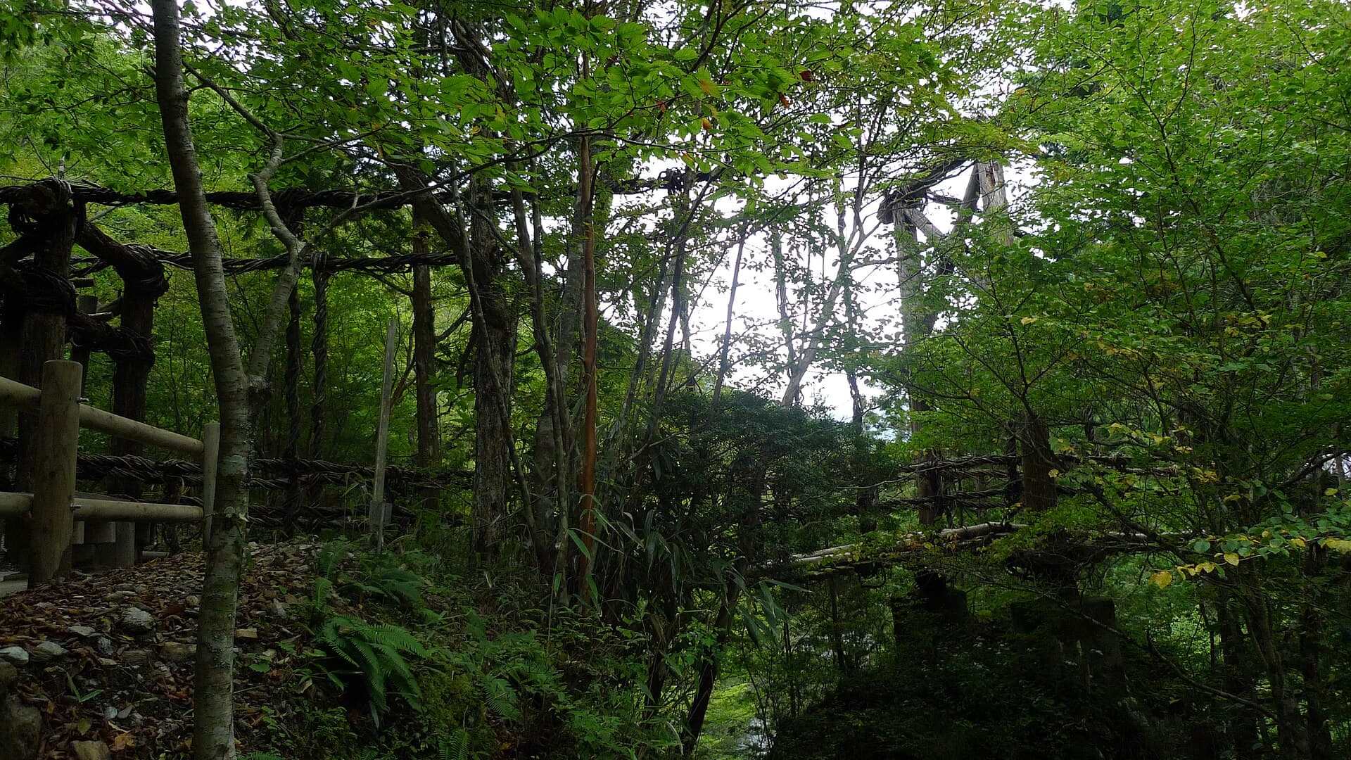 奥祖谷二重蔓桥：奥祖谷二重蔓桥：Wikimedia Commons 文件「Okuiya double waddle bridge 09.jpg」中的桥梁实景。