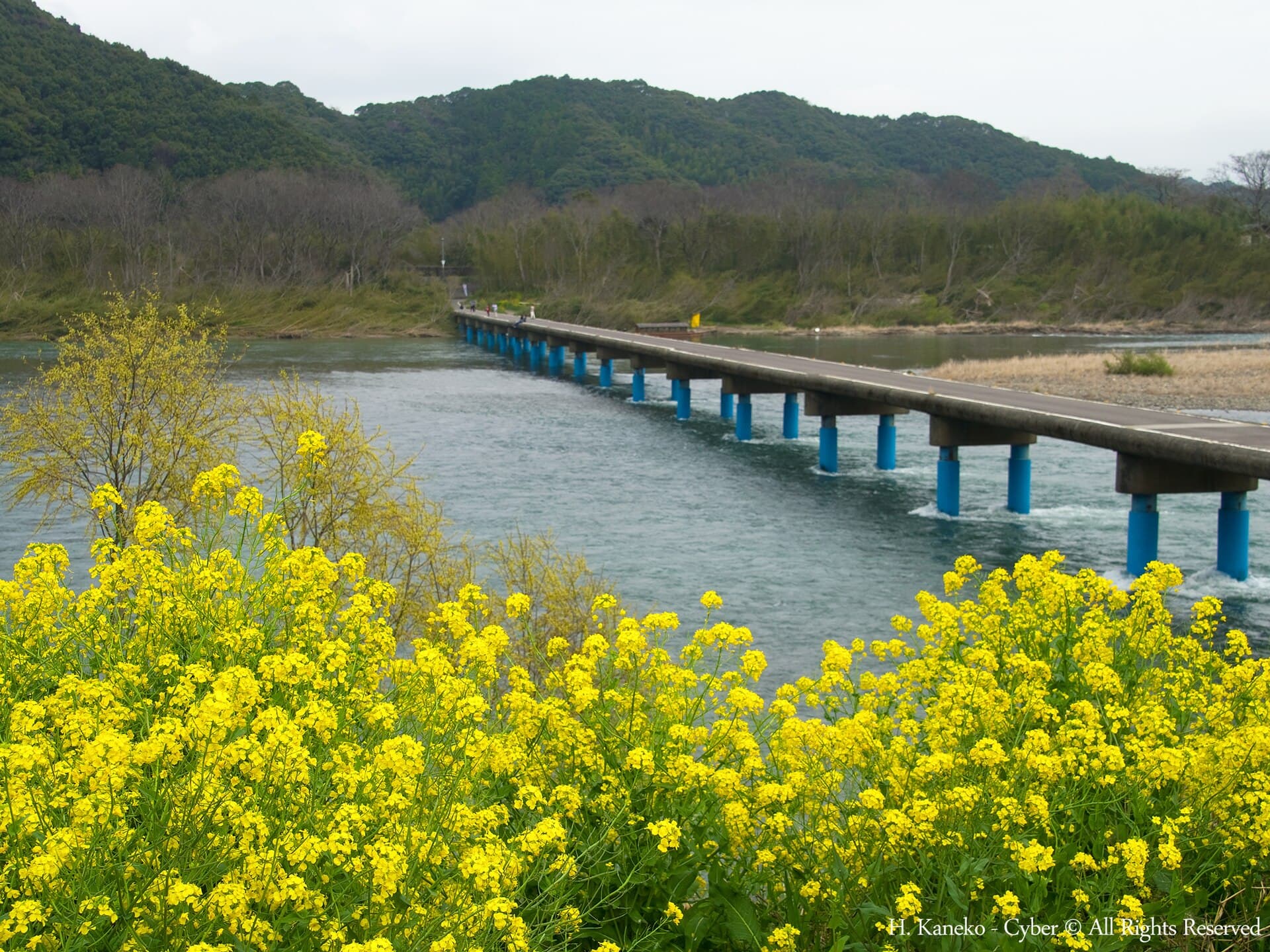 佐田沉下桥（今成桥）：佐田沉下桥（今成桥）：Wikimedia Commons 文件「菜の花と沈下橋(Rapeseed blossoms with Low water crossing) 21 Mar, 2015 - panoramio.jpg」中的桥梁实景。