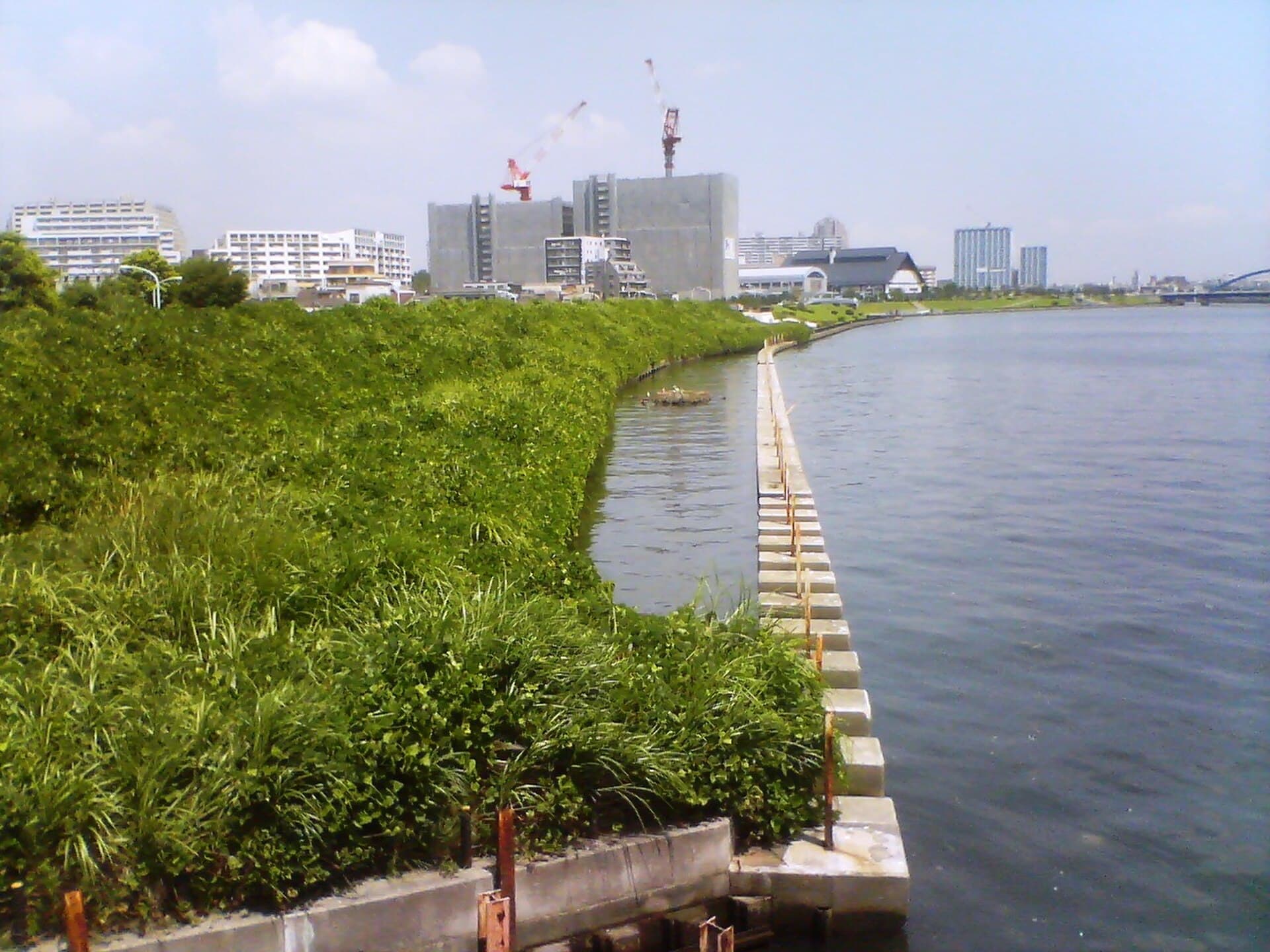 白鬚桥：白鬚桥：Wikimedia Commons 文件「Sumidagawa-River08080802.jpg」中的桥梁实景。